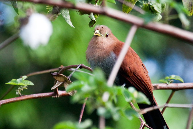 Squirrel Cuckoo, Hotel Bougainvillea, Santo Domingo, Costa Rica