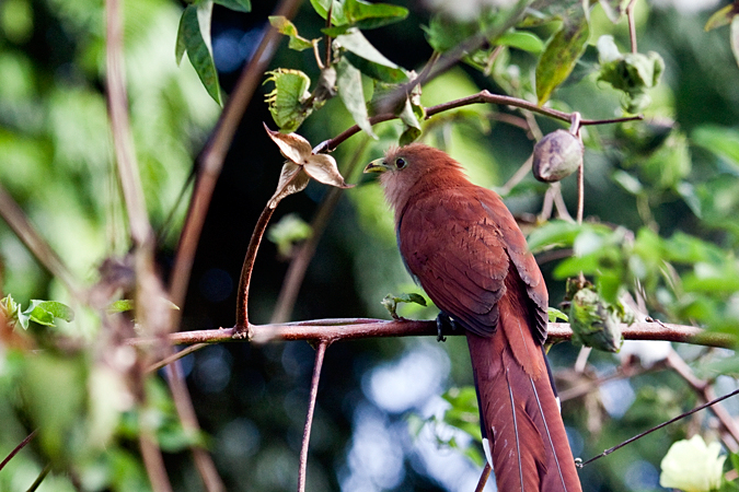 Squirrel Cuckoo, Hotel Bougainvillea, Santo Domingo, Costa Rica