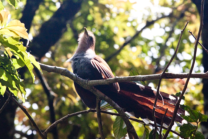 Squirrel Cuckoo, Monteverde, Costa Rica