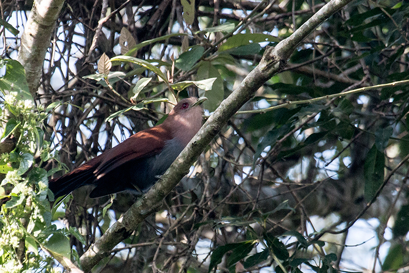 Squirrel Cuckoo, Iguaz National Park, Argentina