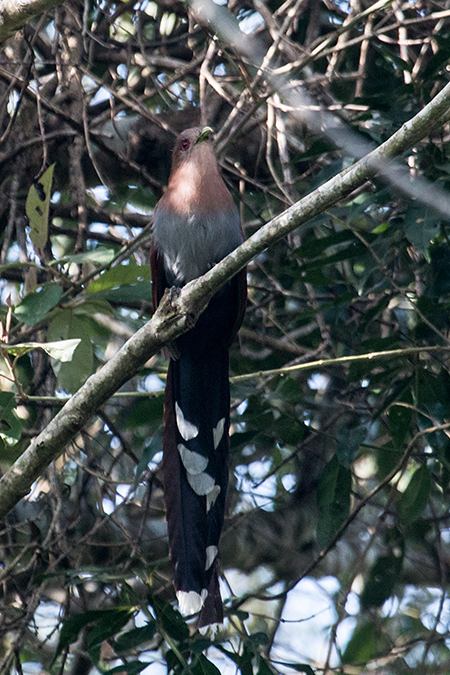 Squirrel Cuckoo, Iguaz National Park, Argentina