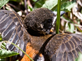 Juvenile Scarlet-rumped (Cherrie's) Tanager