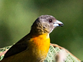 Scarlet-rumped Tanager, Cherrie's Tanager