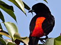 Scarlet-rumped Tanager, Passerini's Tanager