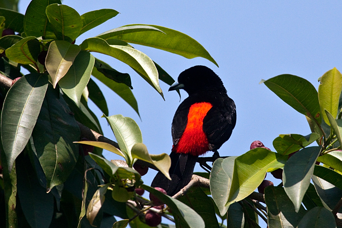 Scarlet-rumped Tanager, Passerini's Tanager, La Selva Biological Station, Costa Rica