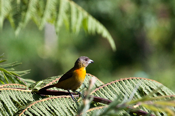 Female Scarlet-rumped Tanager, Cherrie's Tanager, Mirador Valle de General, Costa Rica by Richard L. Becker