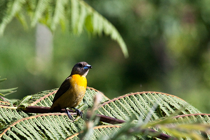 Female Scarlet-rumped Tanager, Cherrie's Tanager, Mirador Valle de General, Costa Rica by Richard L. Becker