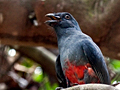 Slaty-tailed Trogon