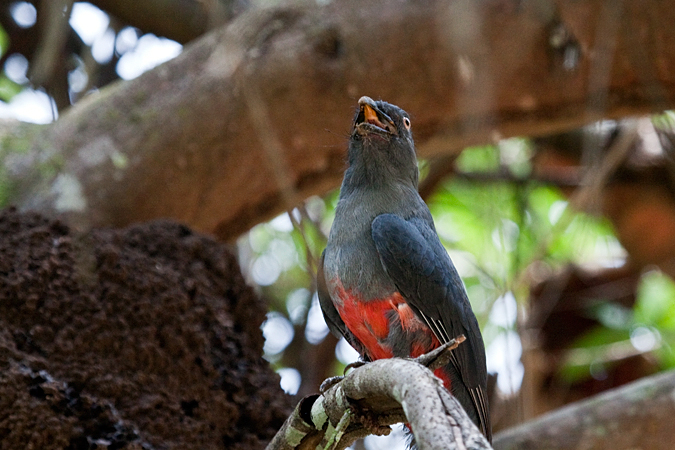 Female Slaty-tailed Trogon, Waterfalls Road near Villa Lapas, Costa Rica by Richard L. Becker