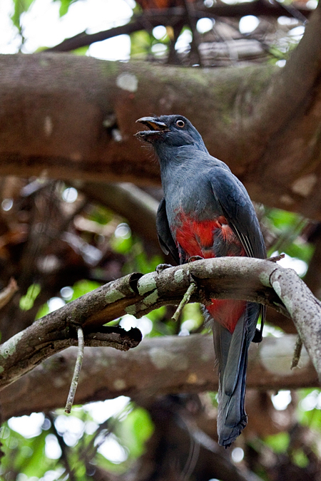 Female Slaty-tailed Trogon, Waterfalls Road near Villa Lapas, Costa Rica by Richard L. Becker