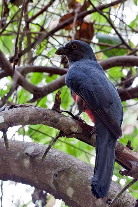 Female Slaty-tailed Trogon, Waterfalls Road near Villa Lapas, Costa Rica by Richard L. Becker