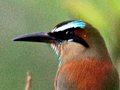 Turquoise-browed Motmot