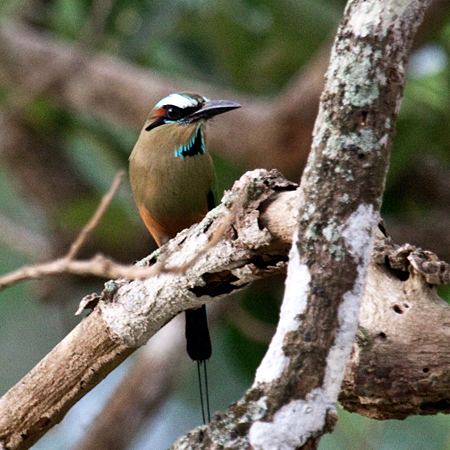 Turquoise-browed Motmot, Rio Tarcoles Area, Costa Rica by Richard L. Becker