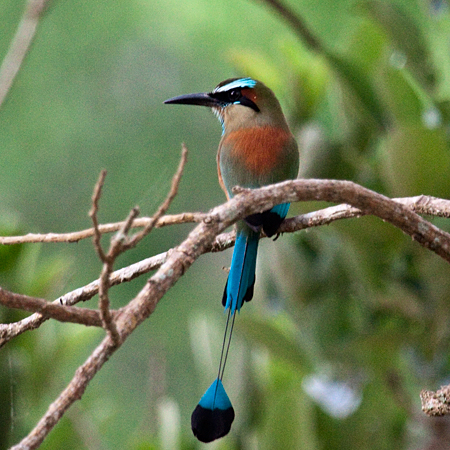 Turquoise-browed Motmot, Rio Tarcoles Area, Costa Rica by Richard L. Becker