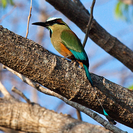 Turquoise-browed Motmot, La Ensenada, Costa Rica