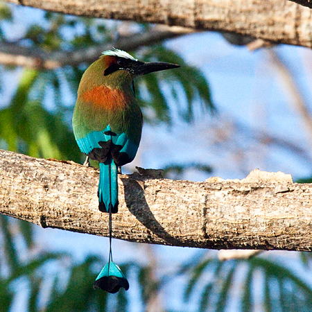 Turquoise-browed Motmot, La Ensenada, Costa Rica