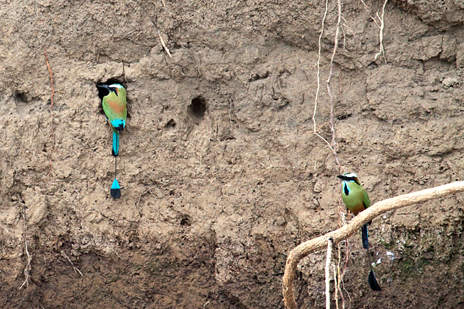 Turquoise-browed Motmot at Nest Burrow, On the Rio Tarcoles, Costa Rica by Richard L. Becker