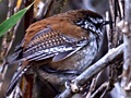 Timberline Wren