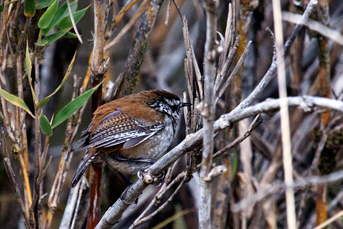 Timberline Wren, Cerro de la Muerte, Costa Rica by Richard L. Becker