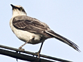 Tropical Mockingbird