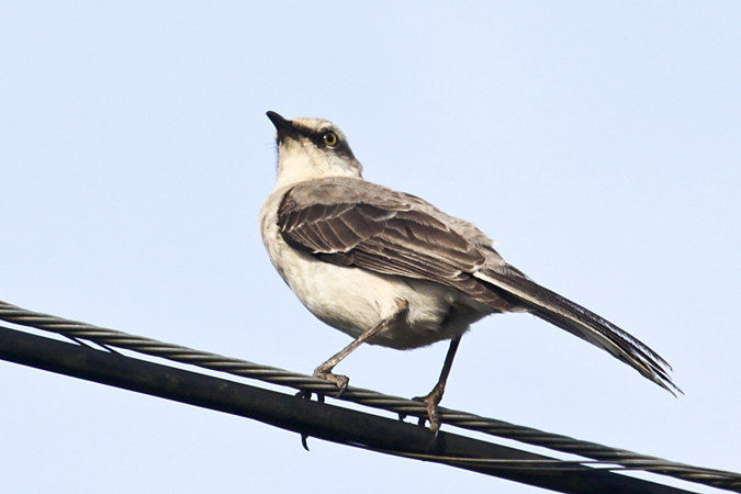 Tropical Mockingbird, Cartago, Costa Rica by Richard L. Becker