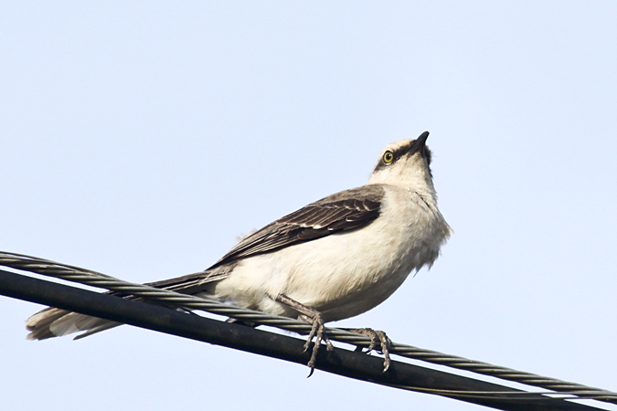 Tropical Mockingbird, Cartago, Costa Rica by Richard L. Becker