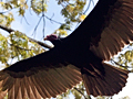 Turkey Vulture