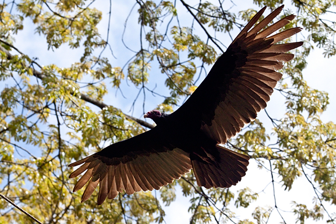 Turkey Vulture, Waterfalls Road near Villa Lapas, Costa Rica by Richard L. Becker