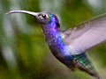 Violet Sabrewing, Monteverde, Costa Rica