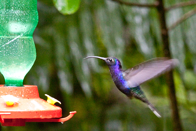 Male Violet Sabrewing, Monteverde, Costa Rica by Richard L. Becker