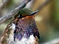 Volcano Hummingbird