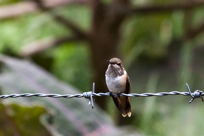 Female Volcano Hummingbird, San Gerardo de Dota, Savegre Valley, Costa Rica by Richard L. Becker