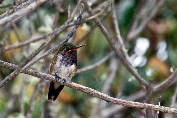 Male Volcano Hummingbird, Cerro de la Muerte, Costa Rica by Richard L. Becker