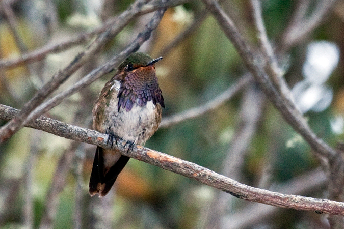 Male Volcano Hummingbird, Cerro de la Muerte, Costa Rica by Richard L. Becker