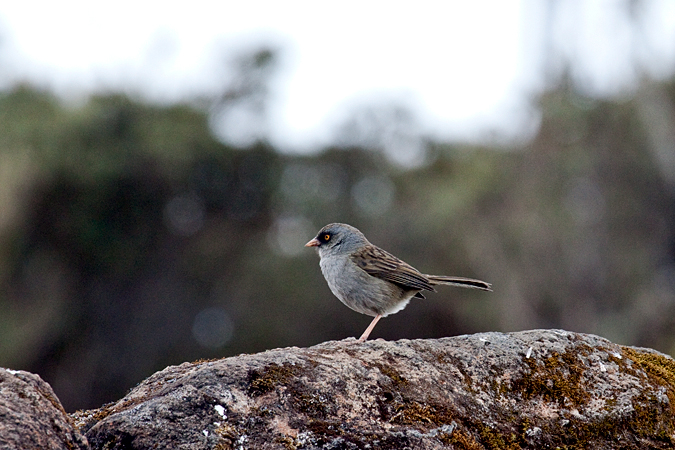 Volcano Junco, Cerro de la Muerte, Costa Rica by Richard L. Becker