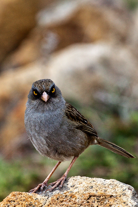 Volcano Junco, Cerro de la Muerte, Costa Rica by Richard L. Becker