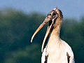 Wood Stork