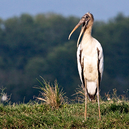 Wood Stork, Rio Parrita near the Pacific Ocean, Costa Rica by Richard L. Becker