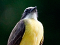 White-ringed Flycatcher