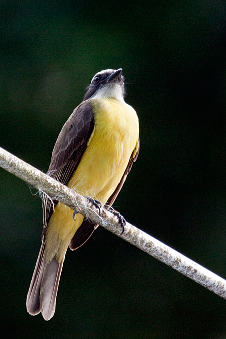 White-ringed Flycatcher, La Selva Biological Station, Costa Rica by Richard L. Becker