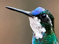 White-throated Mountain-gem