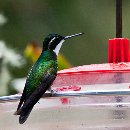 White-throated Mountain-gem, San Gerardo de Dota, Savegre Valley, Costa Rica by Richard L. Becker