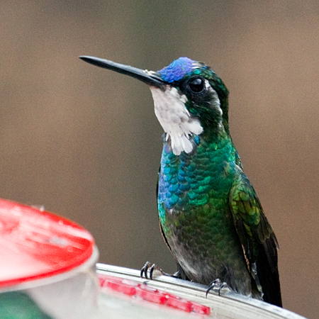 White-throated Mountain-gem, San Gerardo de Dota, Savegre Valley, Costa Rica by Richard L. Becker