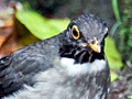 White-throated Thrush, Monteverde, Costa Rica