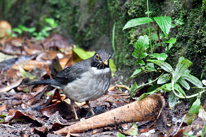 White-throated Thrush, (White-throated Robin), Monteverde, Costa Rica