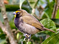 Yellow-faced Grassquit