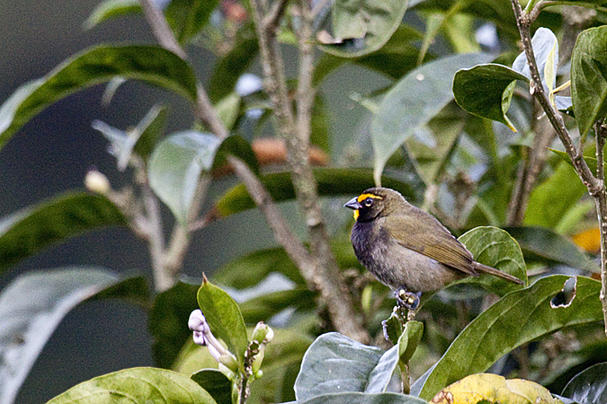 Yellow-faced Grassquit, Kiri Mountain Lodge, Costa Rica by Richard L. Becker