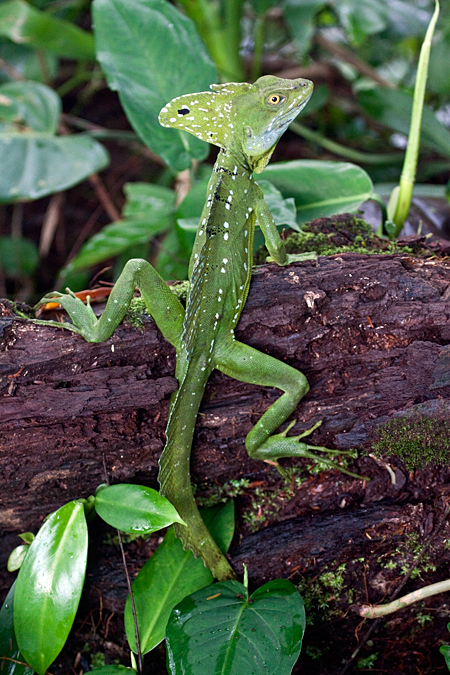 Basilisk Lizard, Sarapiqui, Costa Rica by Richard L. Becker