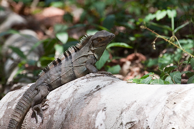 Carara National Park, Costa Rica by Richard L. Becker