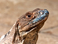 Black Iguana